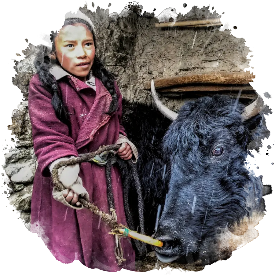 Yack et fillette du zanskar, l’élevage aux ladakhis